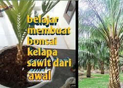 Harga Bonsai Kelapa Sawit